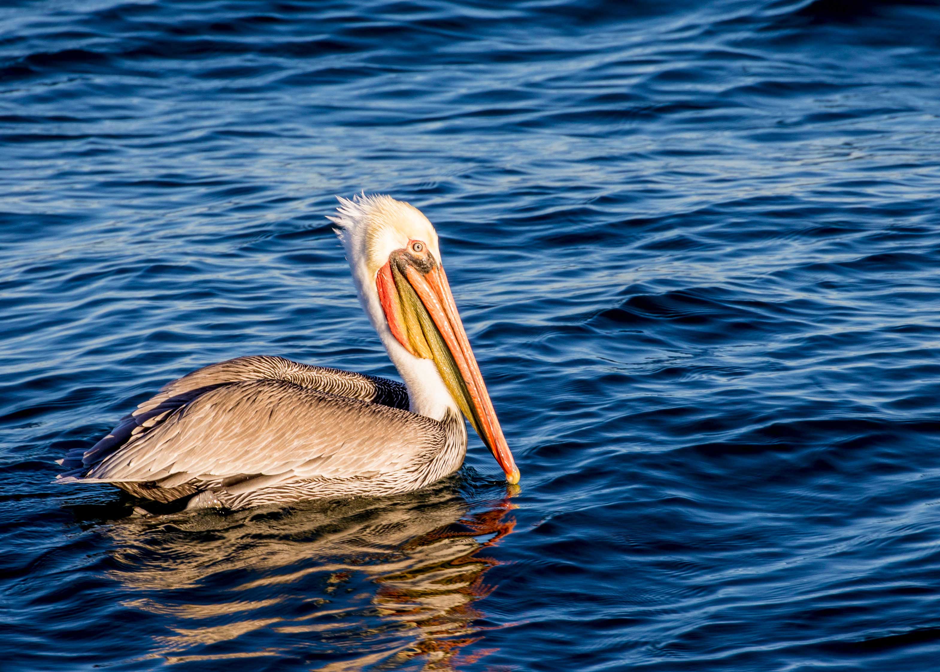 Pelican in Water