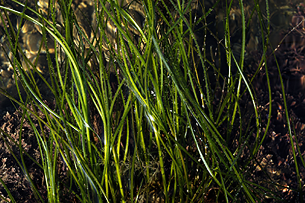 Eelgrass