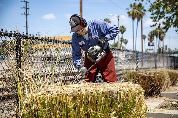 Gardener at the Port of Los Angeles.