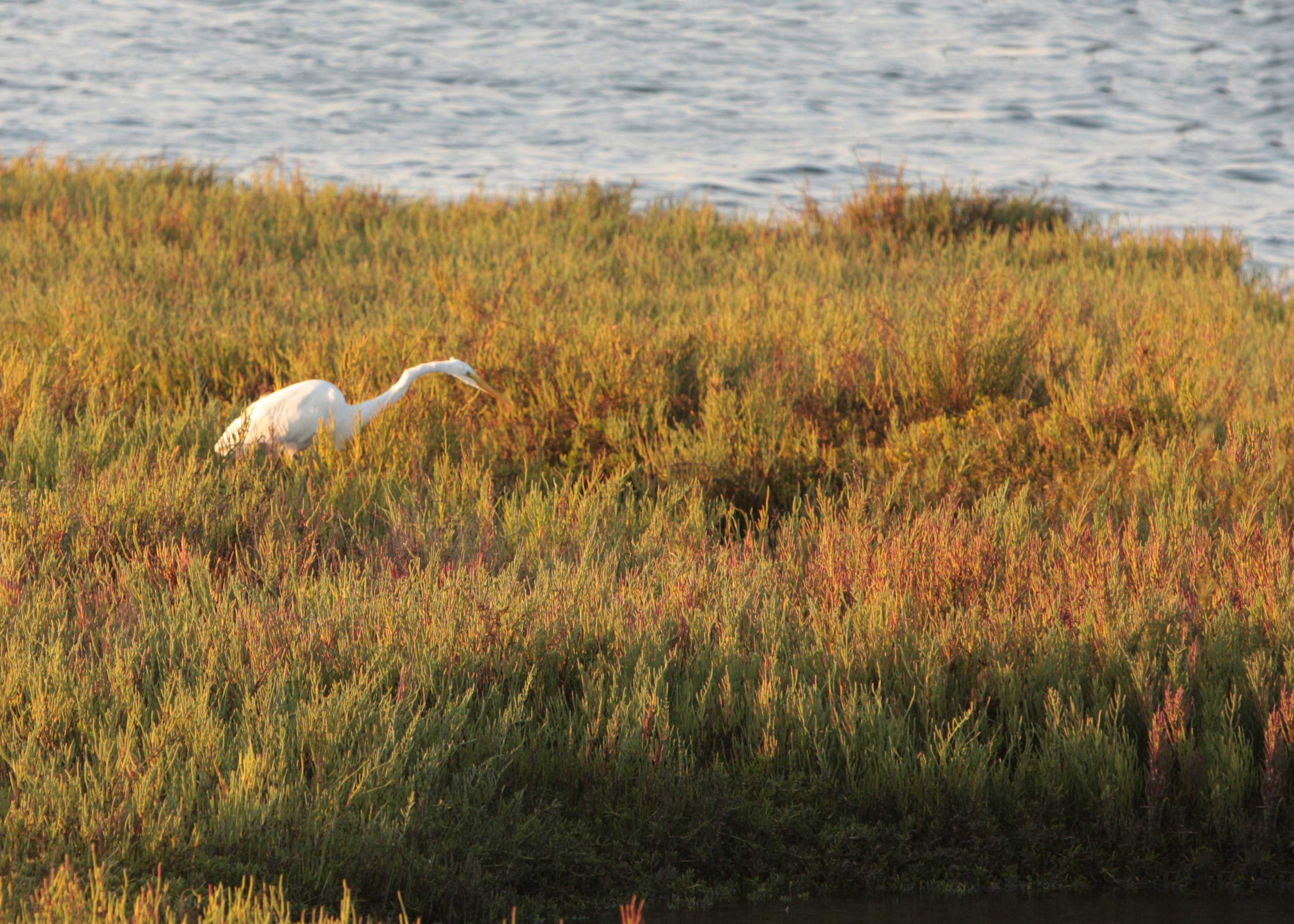 Bolsa Chica Wetland