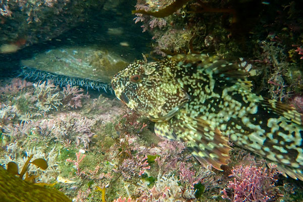Port Habitats: What Makes Them Diverse?
