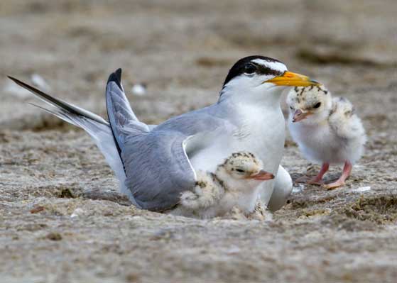 California least tern and chicks