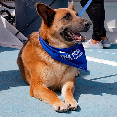 Dog wearing Port of Los Angeles bandana.