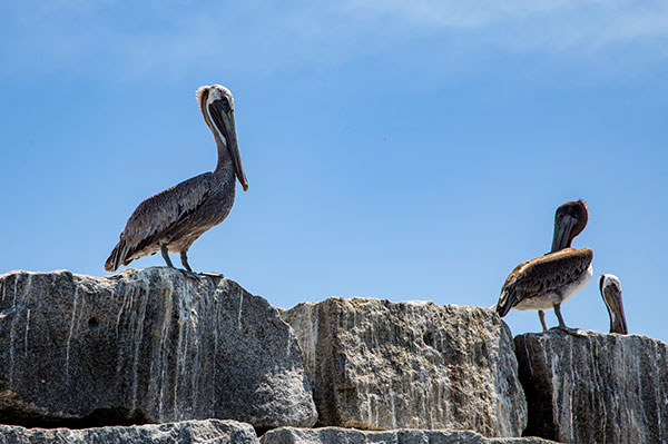 Cabrillo Shallow Water Habitat